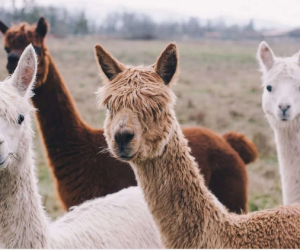 Llamas foil theft attempt on UK farm