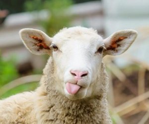 Azərbaycanda pasportu olan qoyunların sayı azalıb