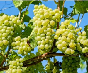 Azərbaycan Pakistana üzüm tədarük etməyə başlayıb
