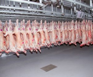 Azerbaijan boosts imports of Mongolian lamb