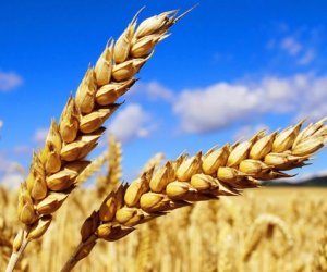 Azərbaycan yanvarda buğda idxalını 50% artırıb