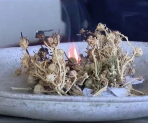 Səhiyyə Nazirliyi üzərlik bitkisi ilə bağlı xəbərdarlıq edib