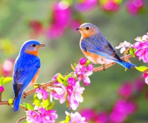 Названо время наступления весны в Азербайджане