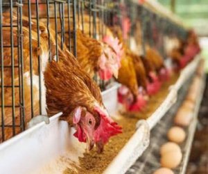 Yaponiyada quş qripi səbəbindən 560 min toyuq məhv ediləcək