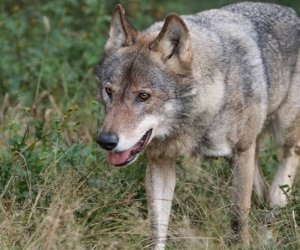 İki rayonda canavarlar kəndlərə hücum edib