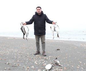 Массовая гибель водоплавающих птиц зафиксирована на побережье Каспийского моря в Азербайджане