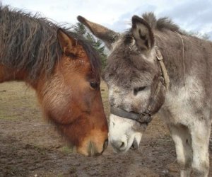 Azərbaycanda at xəstəliklərindən azad zonaların yaradılmasına başlanılıb