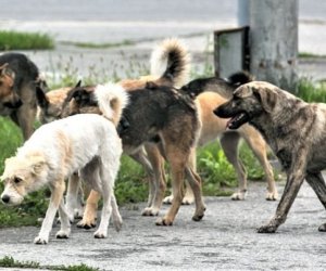 Bakıxanovda bir il ərzində 400-ə yaxın vətəndaşı it dişləyib