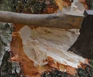 Bakı və Sumqayıtda ağacların qanunsuz kəsilməsi faktları aşkar olunub