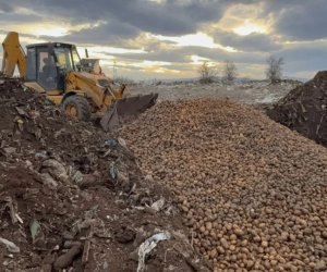 AQTA: Gürcüstan və Türkiyədən gətirilən 73 tondan çox toxumluq kartof məhv edilib