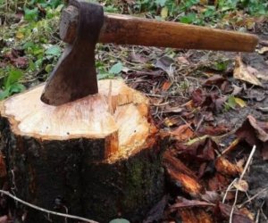 Bakı, Sumqayıt, Qax və Samuxda yaşıllıqlara 63 min manatdan çox ziyan vurulub