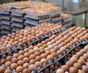 Azərbaycan ilin əvvəlindən yumurta ixrac etməyib, göndərişlər apreldən bərpa oluna bilər
