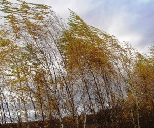 Желтое предупреждение от синоптиков