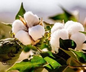 Azərbaycanda pambıq mahlıcı istehsalı 13 %-dən çox artıb