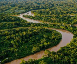 21 марта &ndash; Международный день лесов: человечество теряет леса каждую секунду
