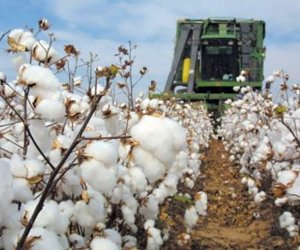 Производство хлопчатобумажной пряжи в Азербайджане выросло на 63,3%