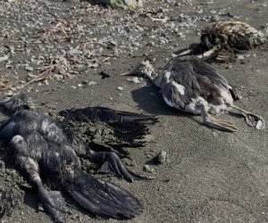 Lənkəranda bu quşlarkütləvi qırılır