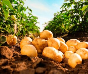 
Azərbaycan kartof ixracını 3 dəfədən çox artırıb