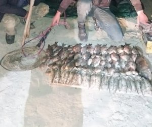 
Kür çayında tok aparatı ilə qanunsuz balıq ovlayan 3 nəfər saxlanılıb