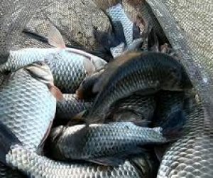 Balıq ovu aprelin 1-dən qadağan edilir