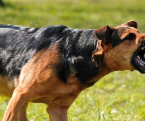 Biləsuvarda sahibsiz it 10 yaşlı uşağı dişləyib