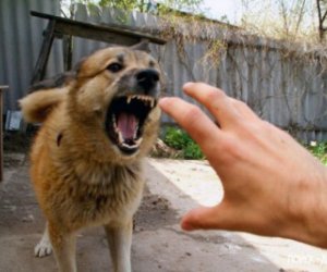 Biləsuvarda son 15 gündə 26 nəfəri it dişləyib