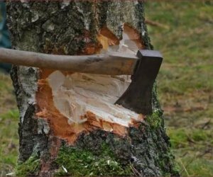 В Азербайджане выявлены факты незаконной вырубки деревьев на сумму свыше 317 тыс. манатов