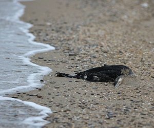 Сотни погибших и измазанных мазутом птиц на побережье Черного моря