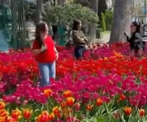 Bulvarda gülləri əzənlər polisə çağırılıb