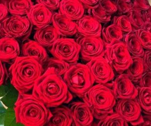 Rose imports from Netherlands recorded as Armenia in trade data &mdash; customs