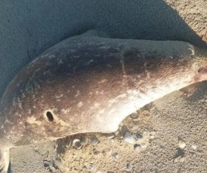 About 100 dead seals wash up on the Caspian shore in Kazakhstan