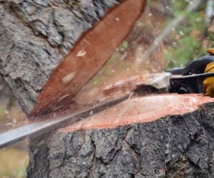 Son 1 həftədə təbiətə 133 mindən çox ziyan vurulub