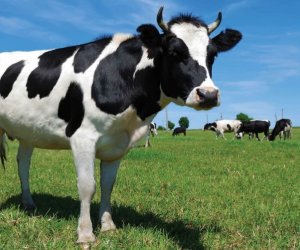 İdentifikasiya olunmamış heyvanların bazarlara daxil olmasına məhdudiyyət tətbiq ediləcək