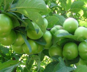 Bu il bazarlarda alça &ldquo;qıtlığı&rdquo; gözlənilir