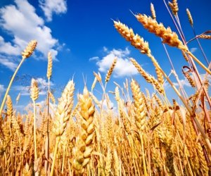 
Ölkədə buğda istehsalı azalıb