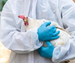 Azərbaycanda quş qripinə qarşı növbəti epizootoloji monitorinq keçiriləcək