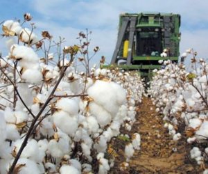 Azərbaycan pambıq ixracından gəlirini artırıb