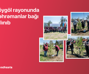 
В Гёйгёле реализована акция &laquo;Qəhrəmanlar bağı&raquo;