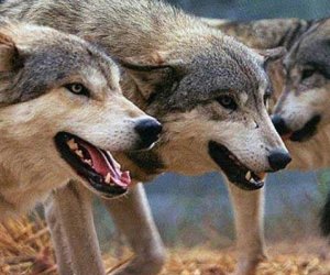 
В Уджаре шакал напал на жителей, три человека пострадали