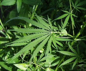 Şirvanda çətənə yetişdirən iki nəfər həbs edilib