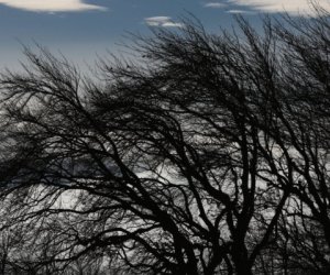 Синоптики прогнозируют сильный ветер