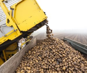 Azerbaijani potatoes putRussian farmers under pressure