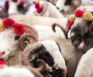 
Qurban bayramı öncəsi heyvan bazarında qiymətlər