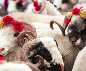 QMİ Qurban bayramı ilə bağlı fətva verib