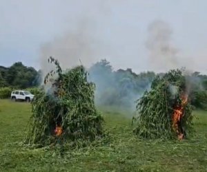 В Гахе уничтожено более 4 тонн кустов конопли