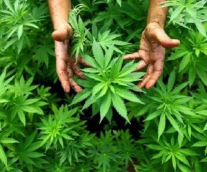 Предотвращена попытка провоза 20 кг наркотиков из Ирана в Азербайджан