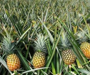 
Azərbaycan Panamadan ananas alışını 27 dəfə artırıb