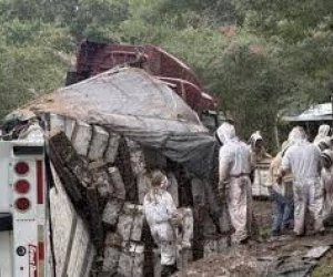 Texasda iki milyon arı daşıyan yük maşını aşıb