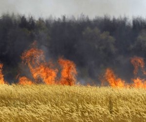 Qazaxın Aslanlı kəndində taxıl sahəsində yanğın olub