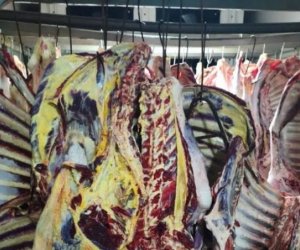 Masallıda 3 tondan çox istehlaka yararsız ət aşkarlanıb